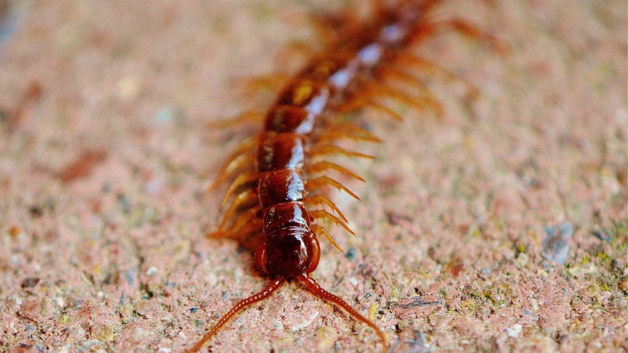 Illustration des méthodes naturelles pour éloigner les mille-pattes