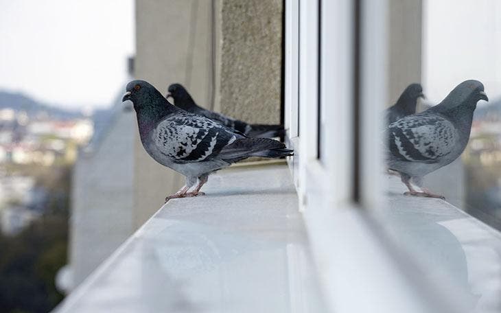 Deux pigeons sur le rebord d’une fenêtre