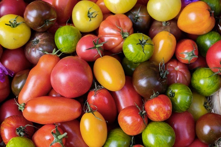 Différentes variétés de tomates