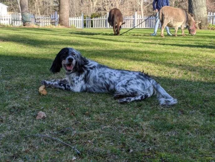 Dylan et Ruger1