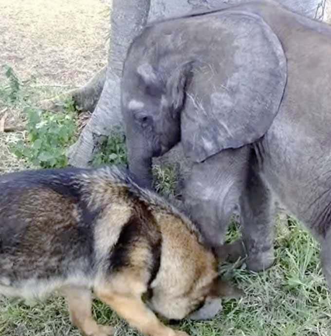 Ellie et Duma qui jouent