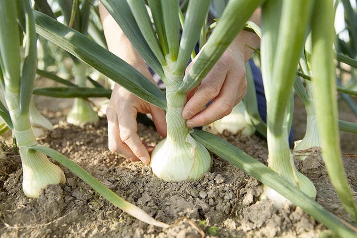 Enlever la terre autour du bulbe