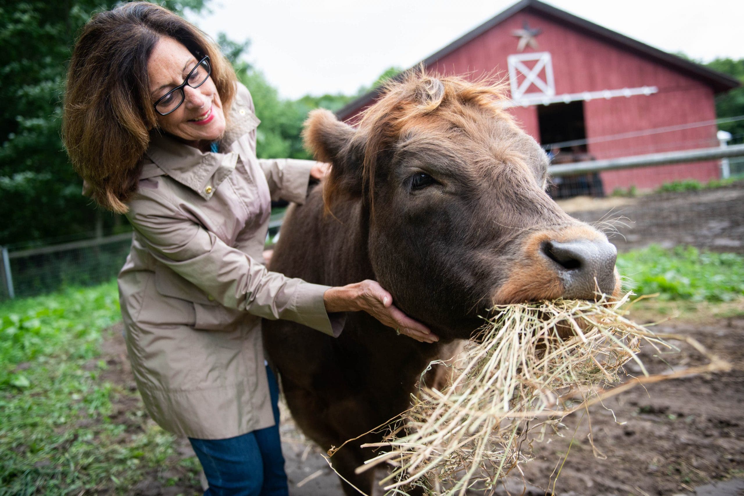 câlins à une vache