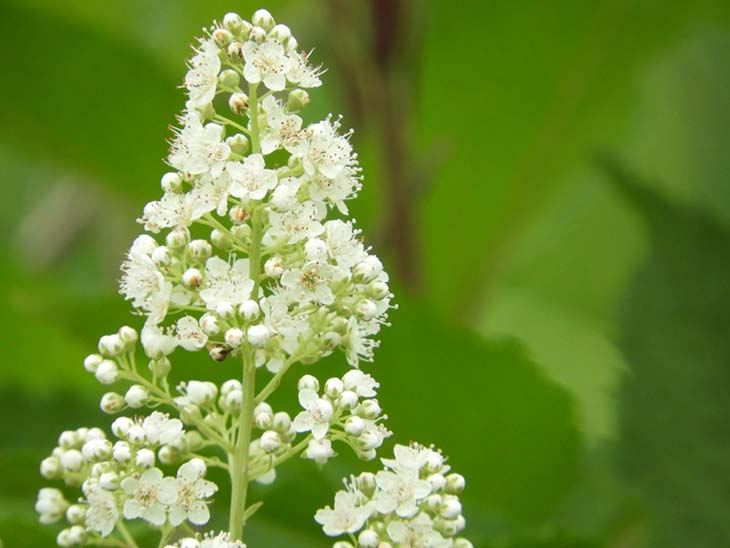 Filipendula ulmaria