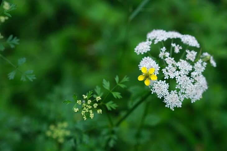 Fleurs de persil 