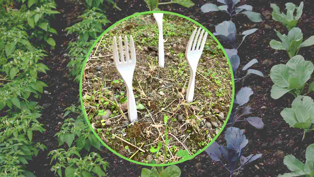 Fourchettes en plastique plantées dans la terre autour de jeunes pousses