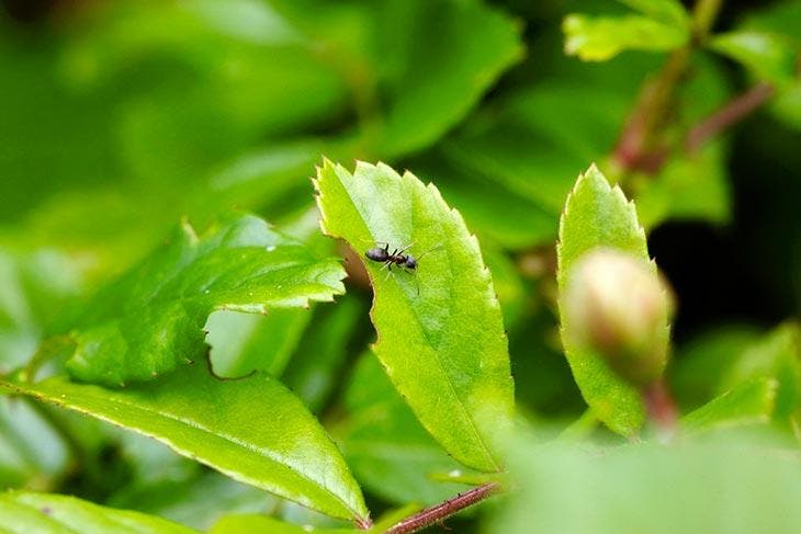 Fourmis dans le jardin