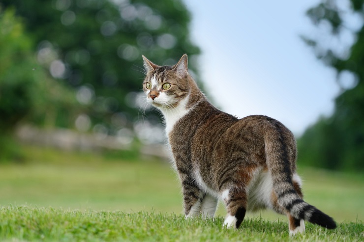Chaton mignon, rappelant l'attrait de la reproduction
