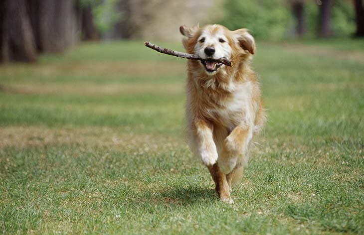 Golden retriever