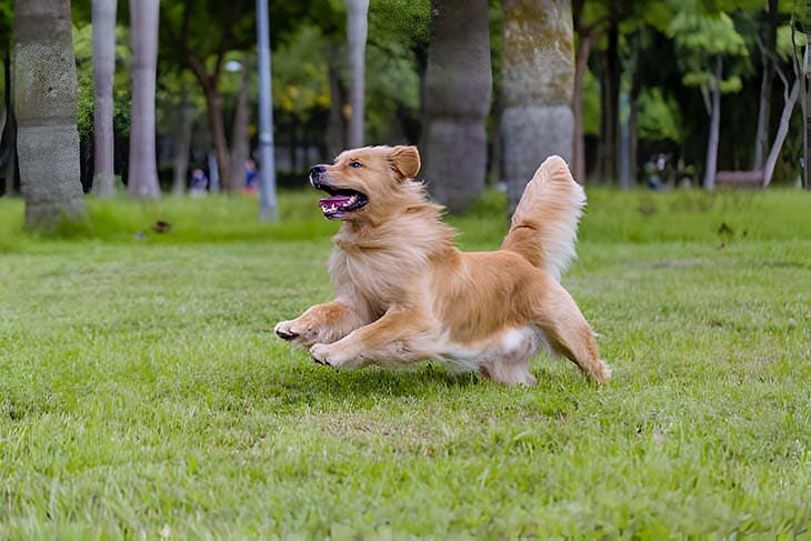 Golden retriever