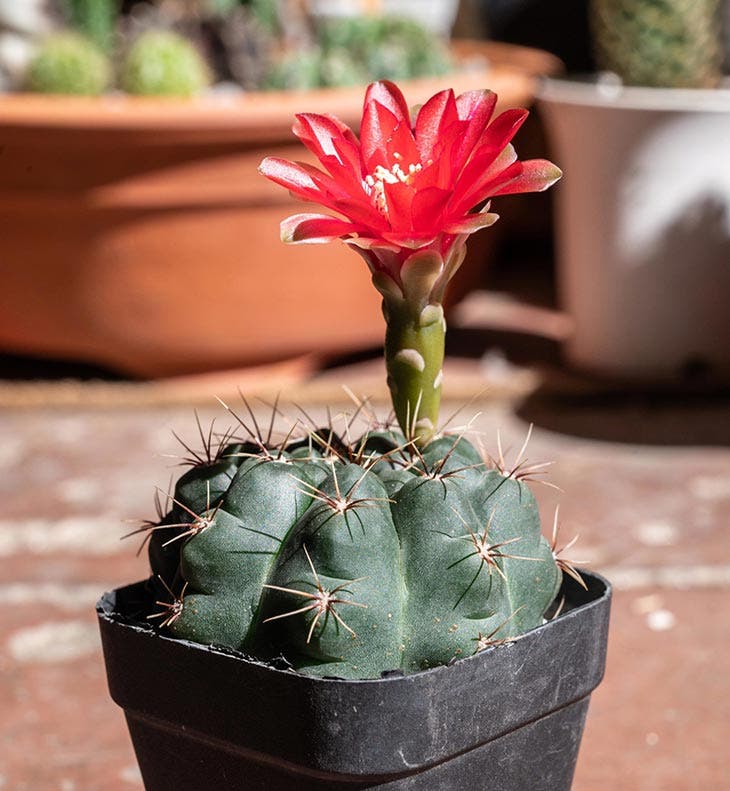 Gymnocalycium-scaled