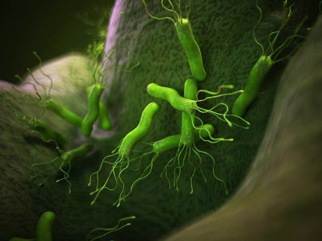 Helicobacter pylori