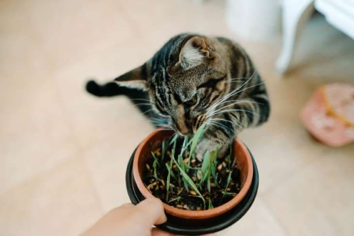 Herbe à chat 