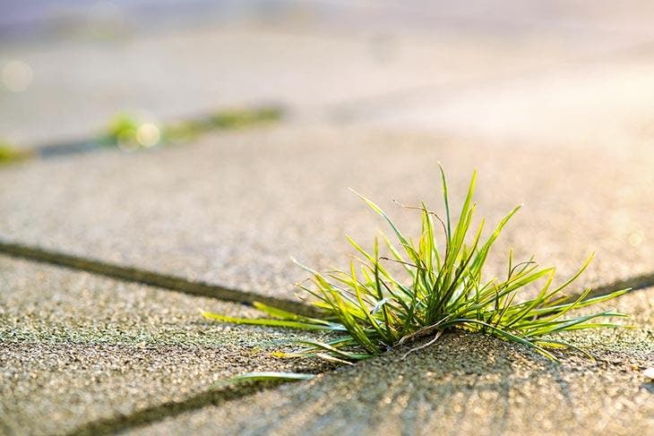 Herbe sur une allée