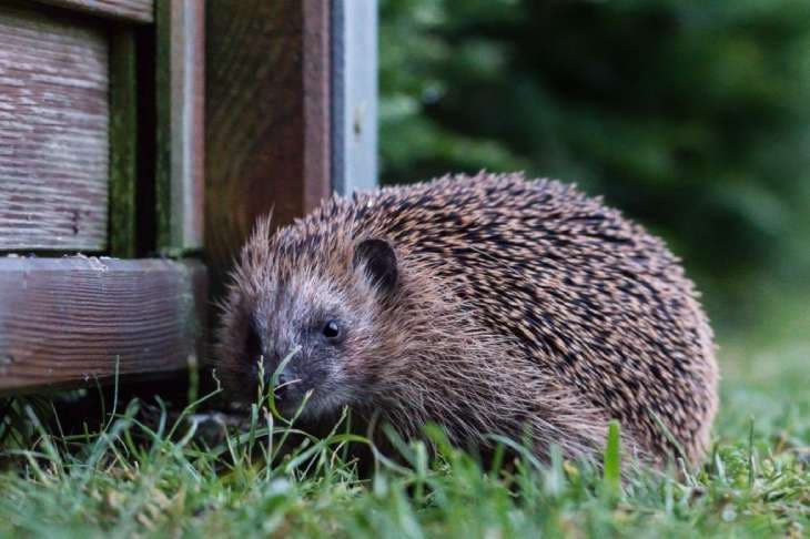 Hérisson dans le jardin 