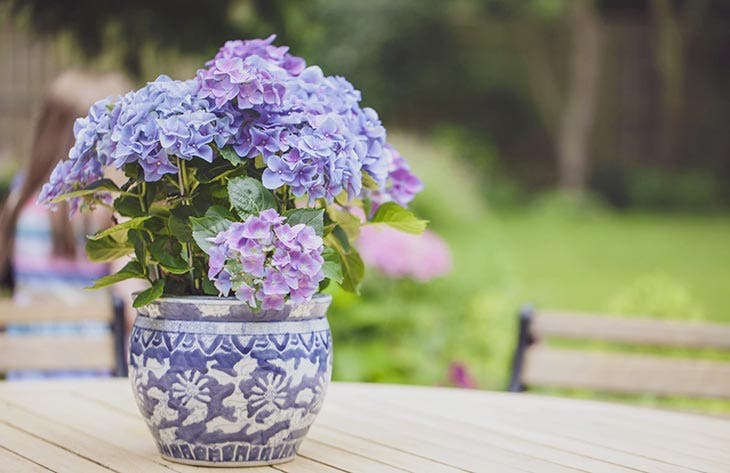 Hortensia en pot – source : spm