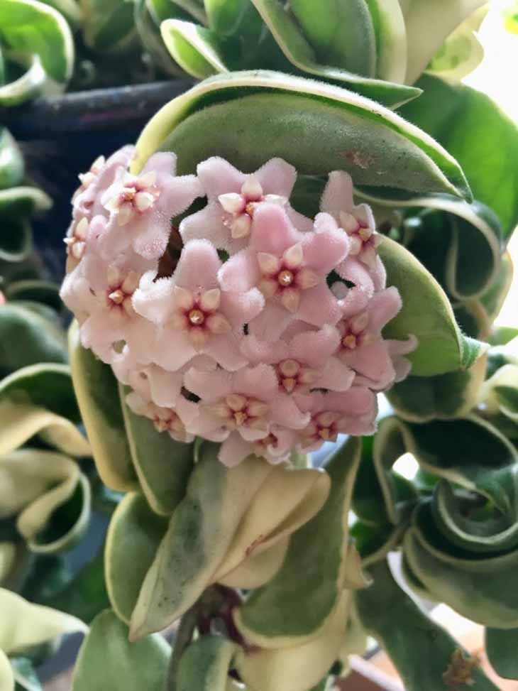 Hoya linearis– source : spm