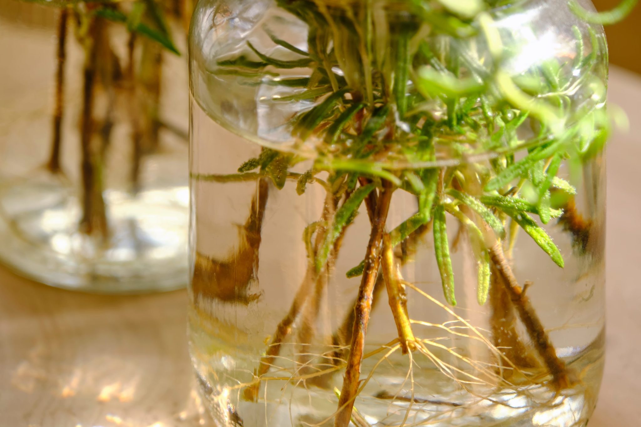 Branche de romarin dans un bocal en verre avec de l'eau, posé près d'une fenêtre