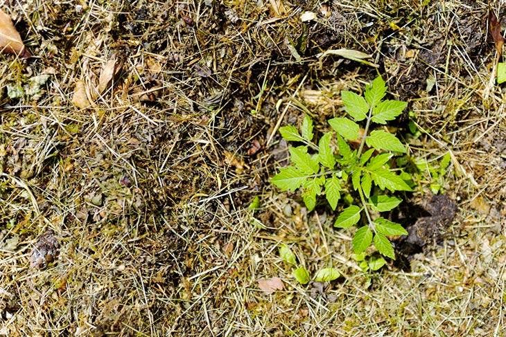 Jeune plant de tomate dans un lit de paillis