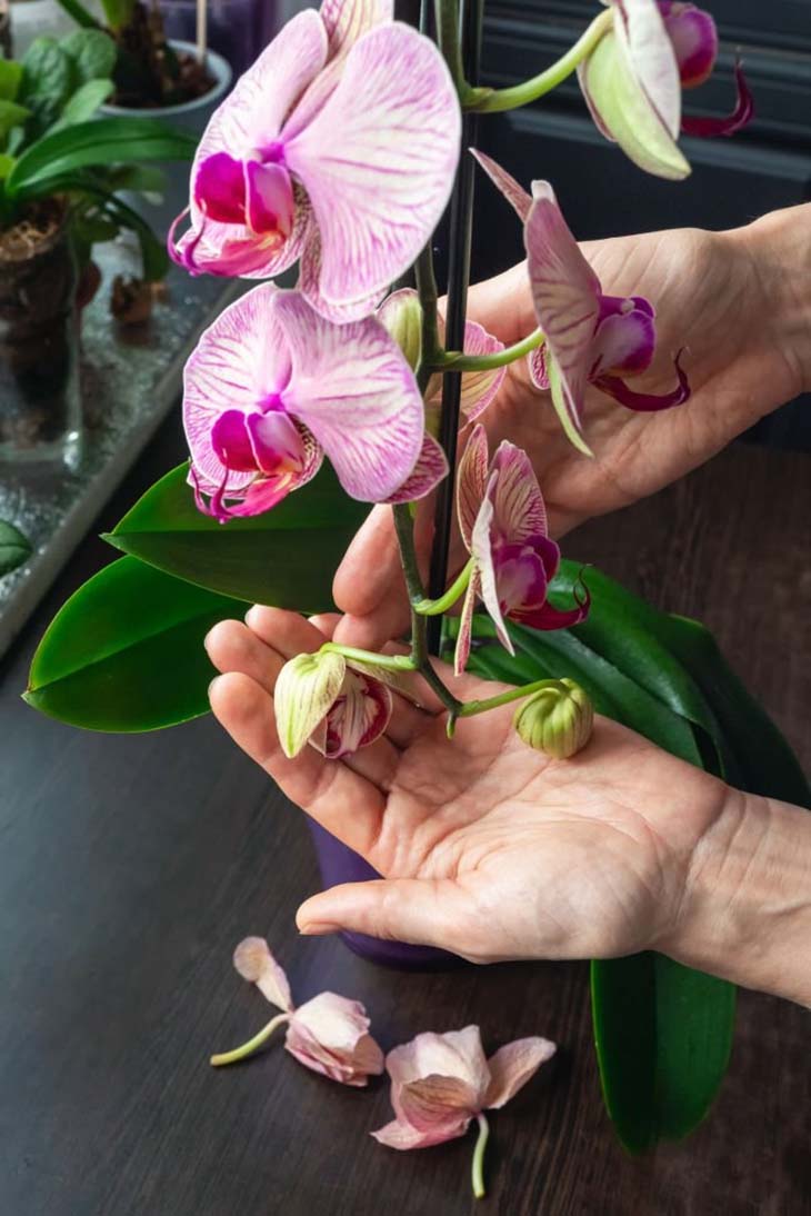 Jeunes bourgeons d’orchidées