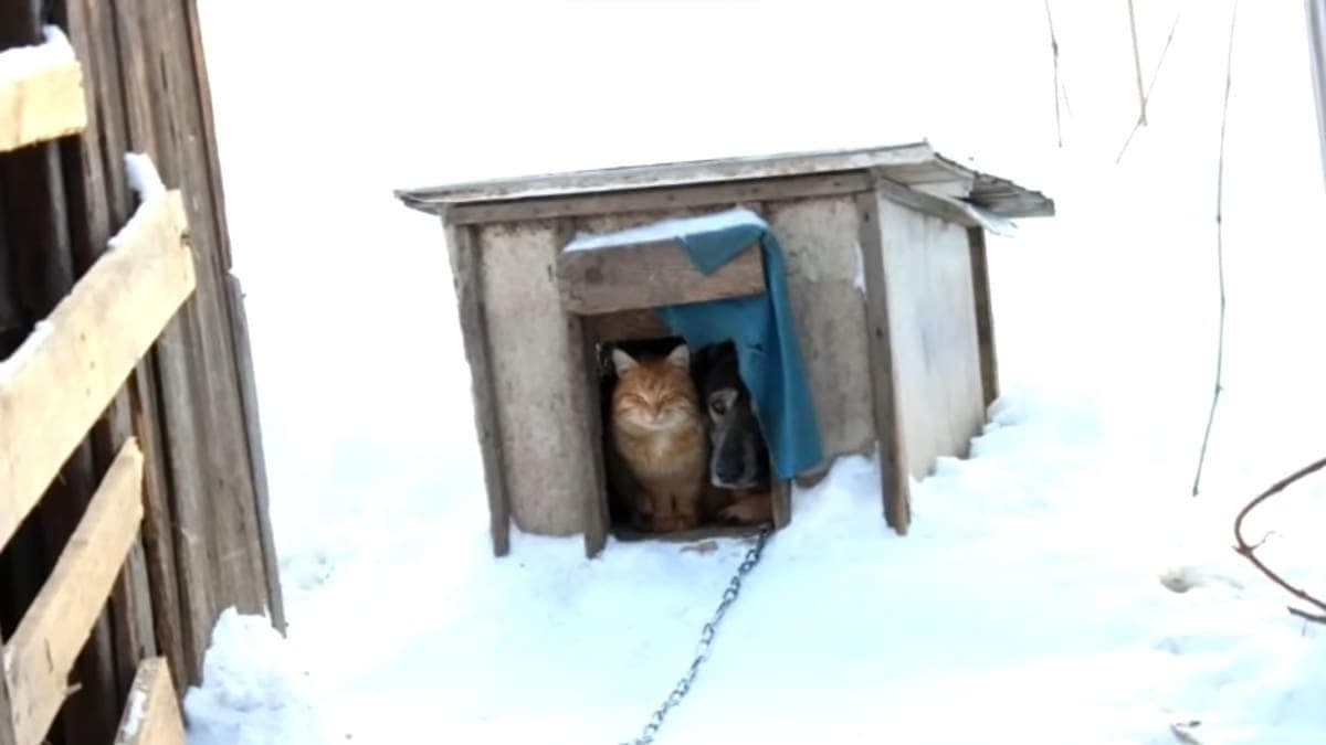 La chatte Maryona et le chien Ima