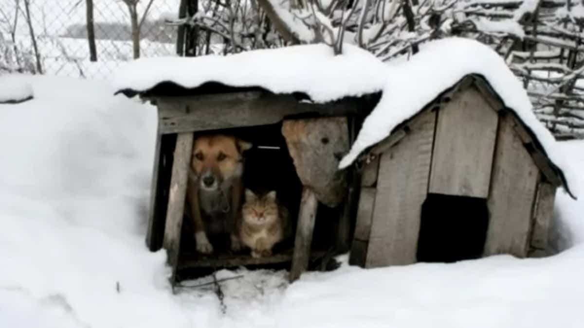 La chatte Maryona et le chien Ima1