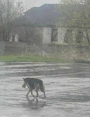 La chienne Nikki errant dans la rue