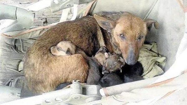 La chienne Puti et ses chiots