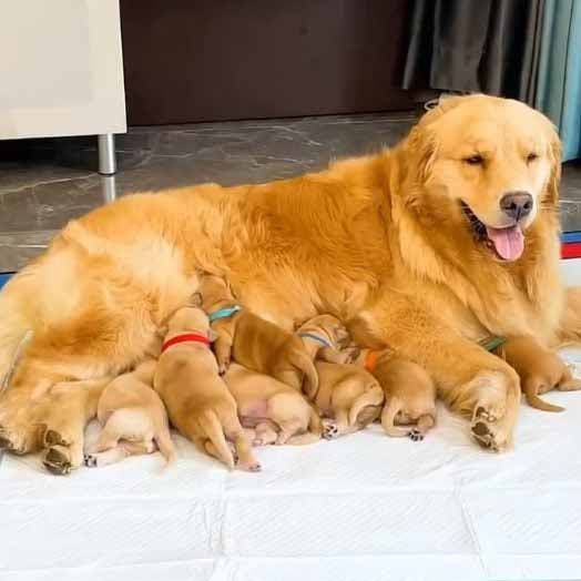 La compagne du golden retriever après avoir accouché des 7 chiots