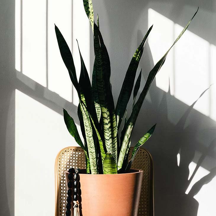 La sansevieria