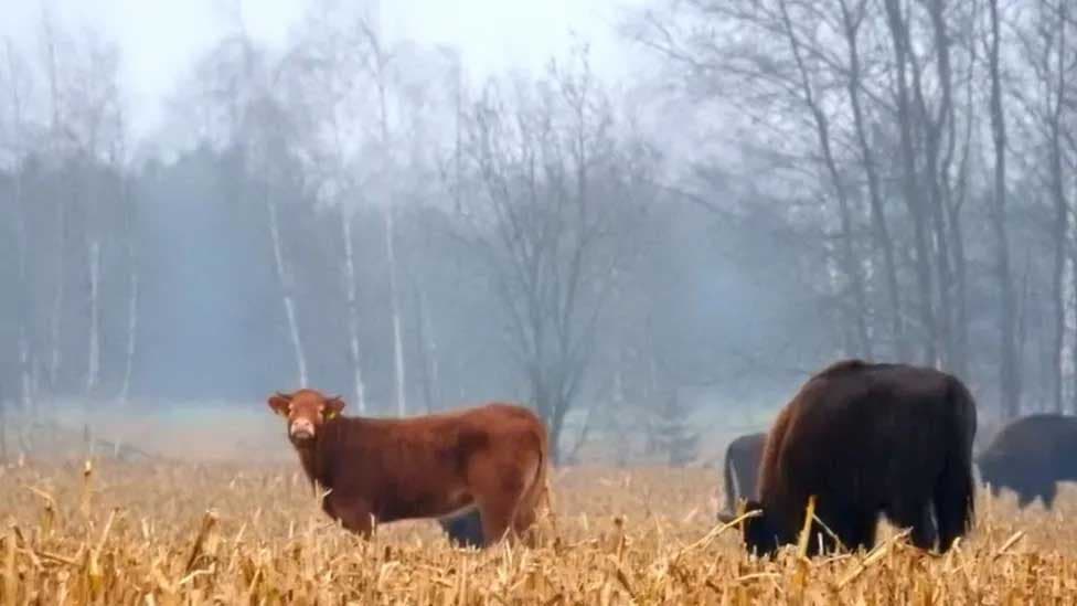 La vache aperçue avec un troupeau de bisons