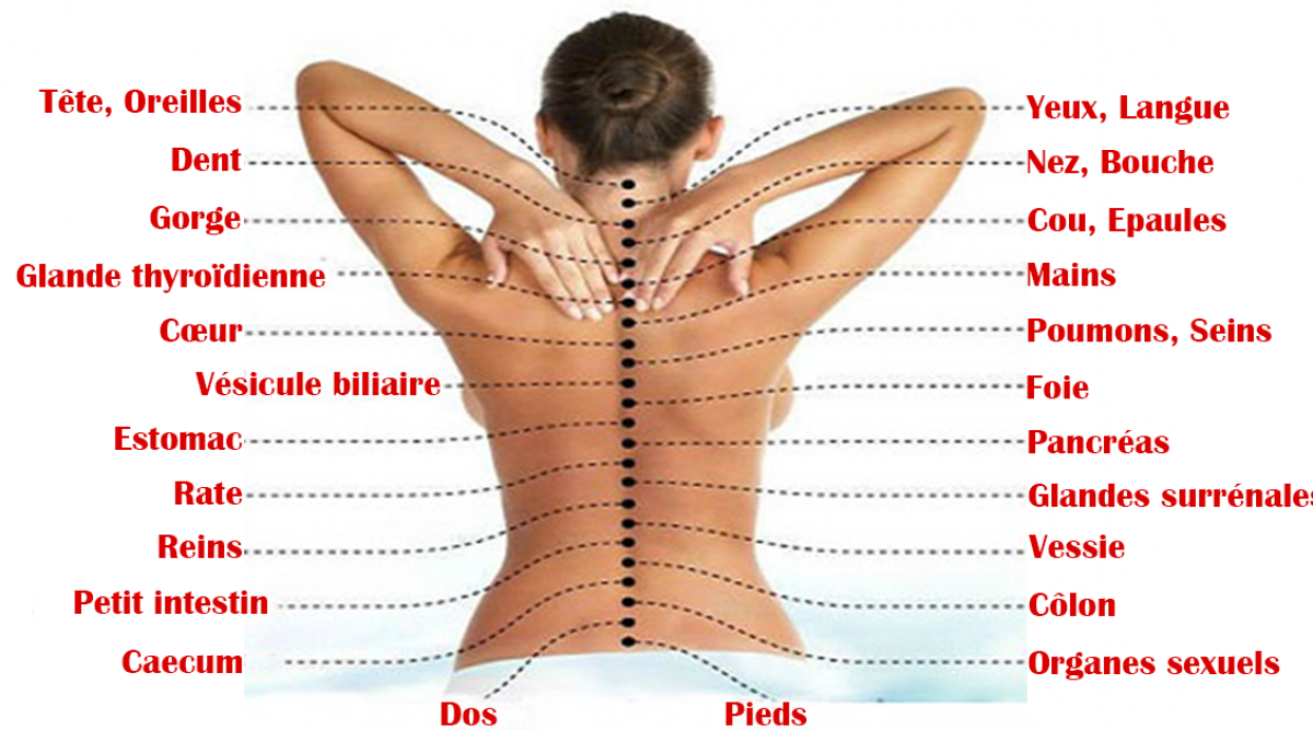 La colonne vertébral est connecté à tous les organes et chaque douleur pourrait signifier un problème de santé