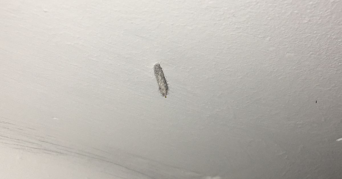Larves de mites fixées sur un plafond blanc