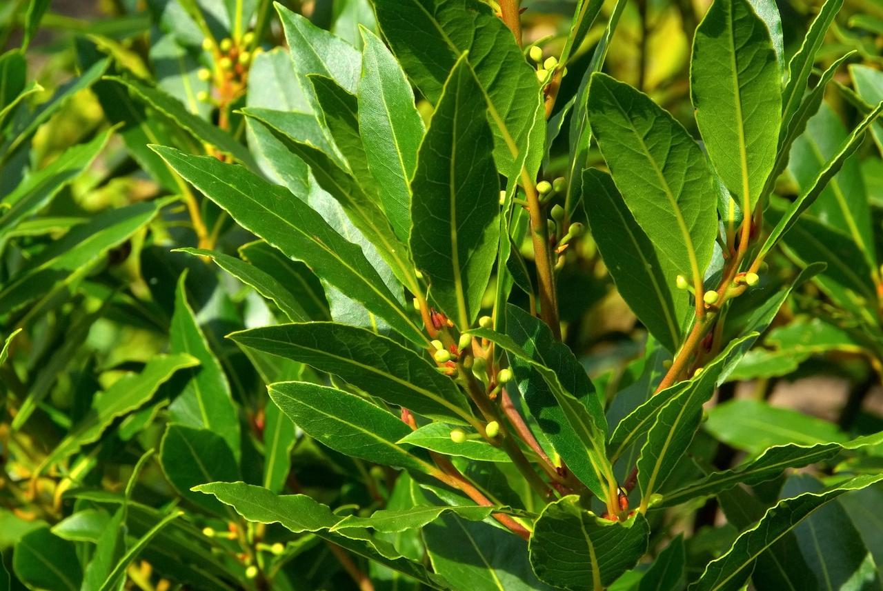 Feuilles vertes et brillantes de laurier noble sur une branche