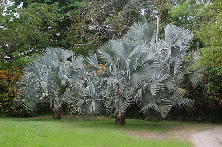 Le Palmier Bleu du Mexique