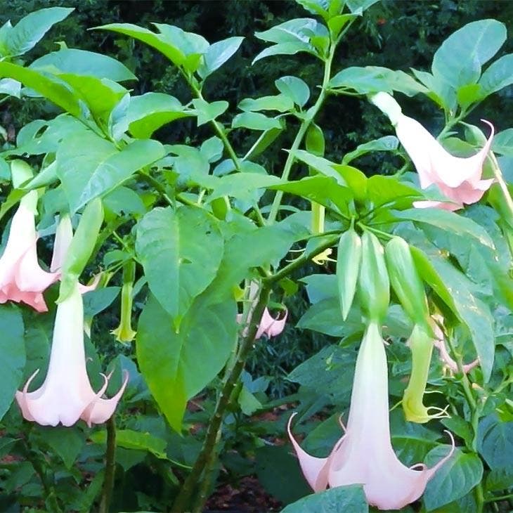 Le brugmansia