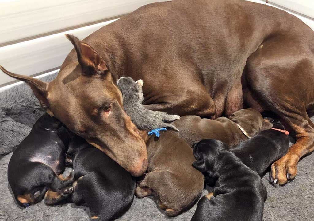 Le chaton Rose et la chienne Ruby et ses chiots