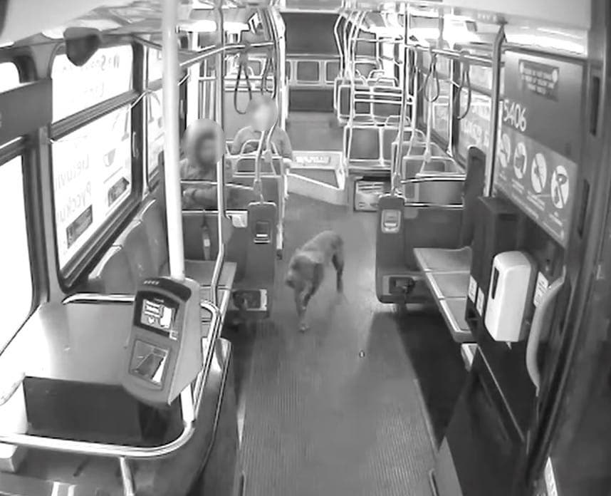 Le chien à l’intérieur du bus