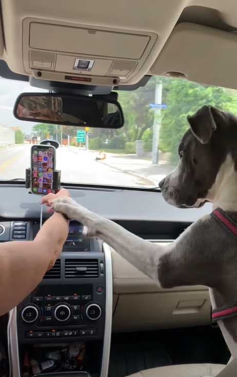 Le chien avec son propriétaire dans la voiture1