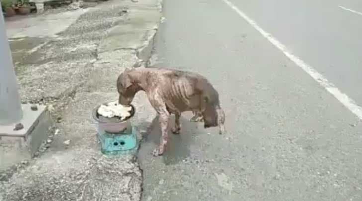 Le chien en train de manger1