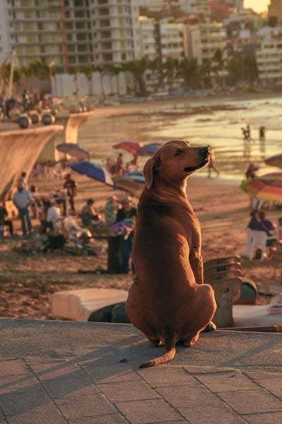 Le chien photographié par Chema