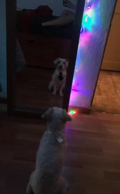 Le chien portant une cravate et regarde le miroir1