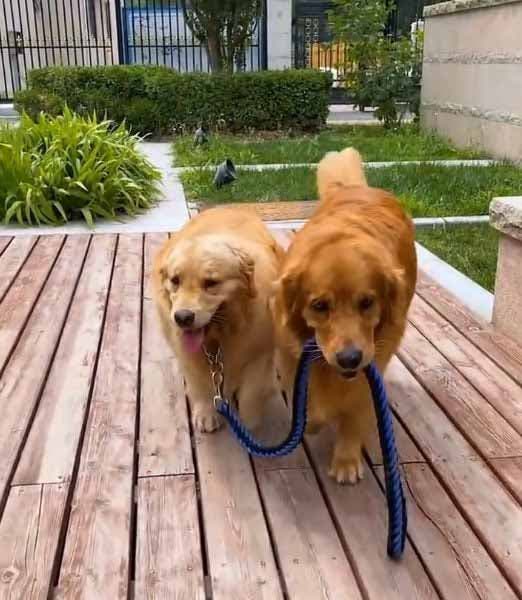 Le golden retriever emmène sa compagne enceinte en promenade