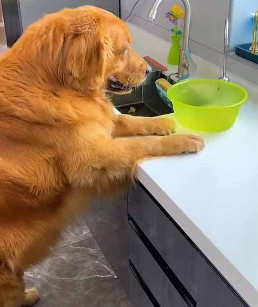 Le golden retriever remplit une tasse avec de l’eau