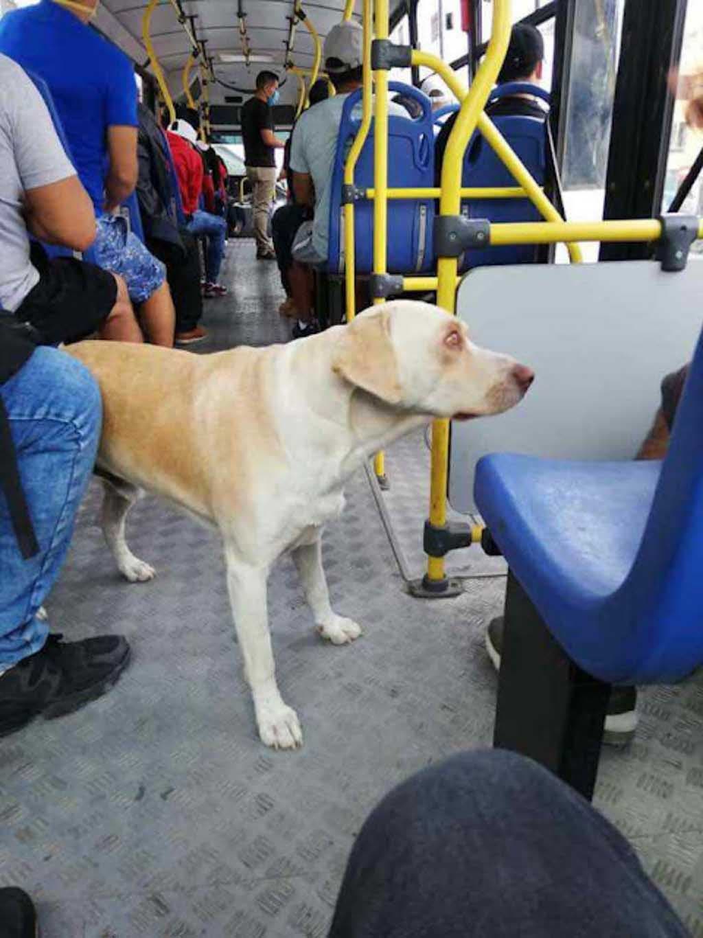 Le labrador Gringo perdu2