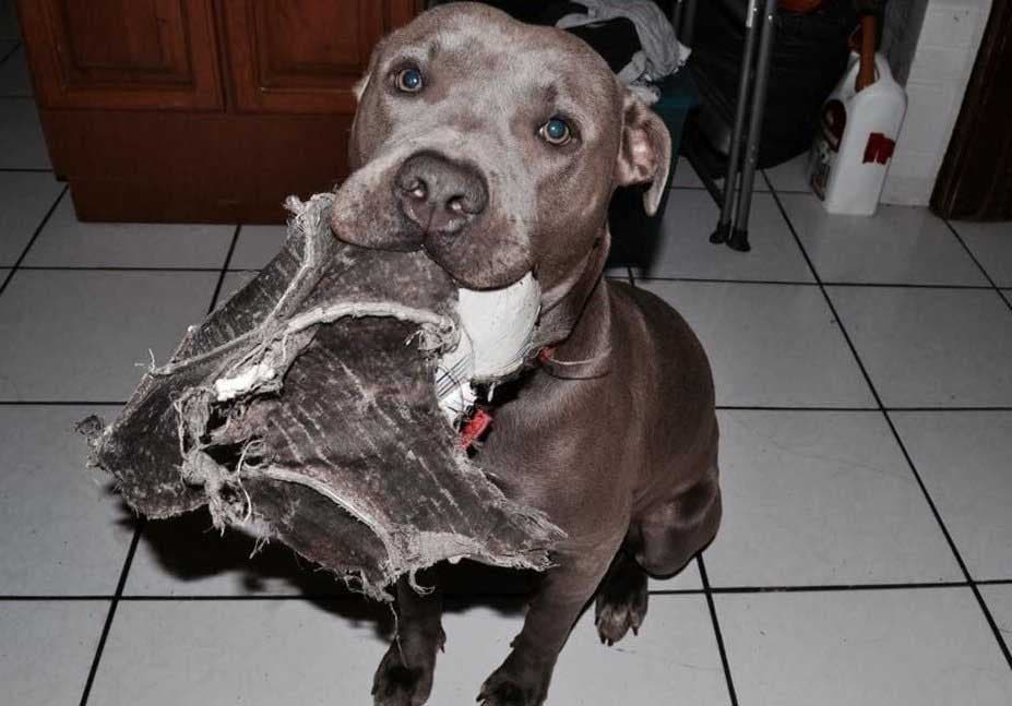 Le pitbull Hadès