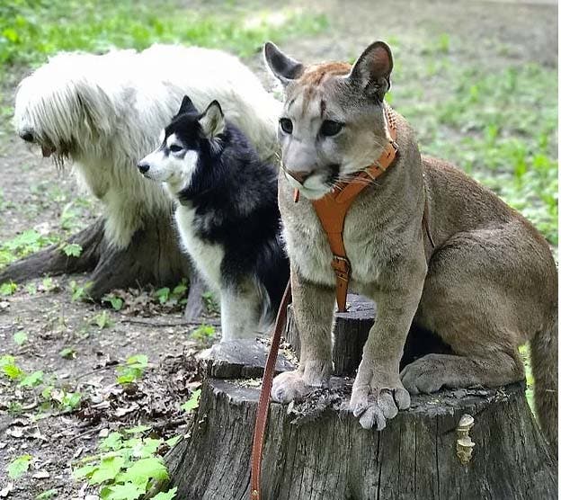 Le puma avec deux chiens