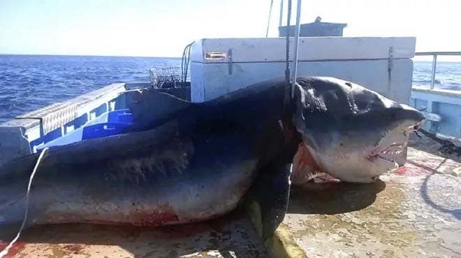 Le requin retrouvé sans vie