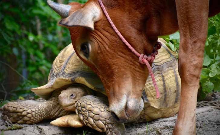 Le veau et la tortue