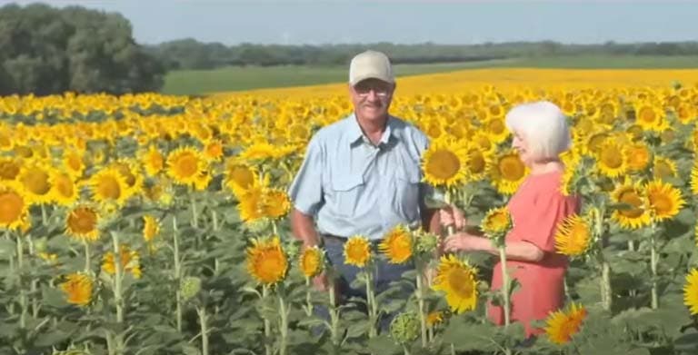 Lee Wilson et sa femme Renée au milieu du champ de fleurs de tournesol